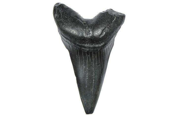 Fossil White Shark Tooth - South Carolina #360911